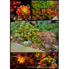 Jelly Beans Green/Red x 1 Plants Succulent Groundcover Pork and Beans Stonecrop Hanging Basket Pots Hardy Sedum rubrotinctum